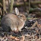 Das Wildkaninchen 