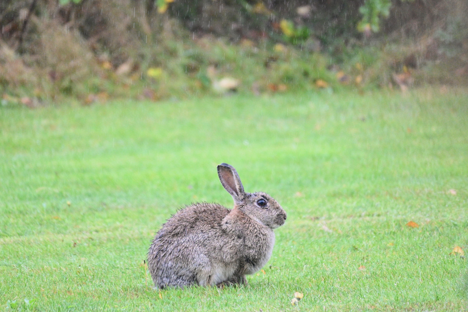 Das Wildkaninchen im Regen