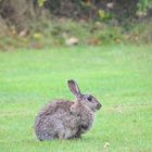 Das Wildkaninchen im Regen