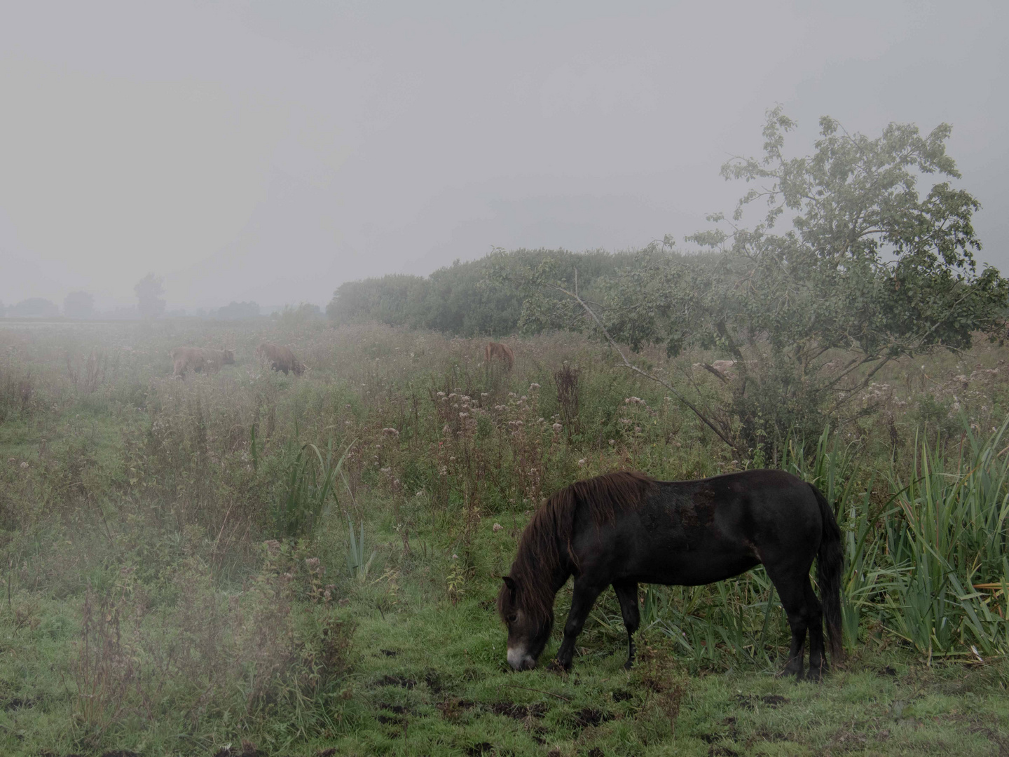 Das Wildpferd im Donaumoos