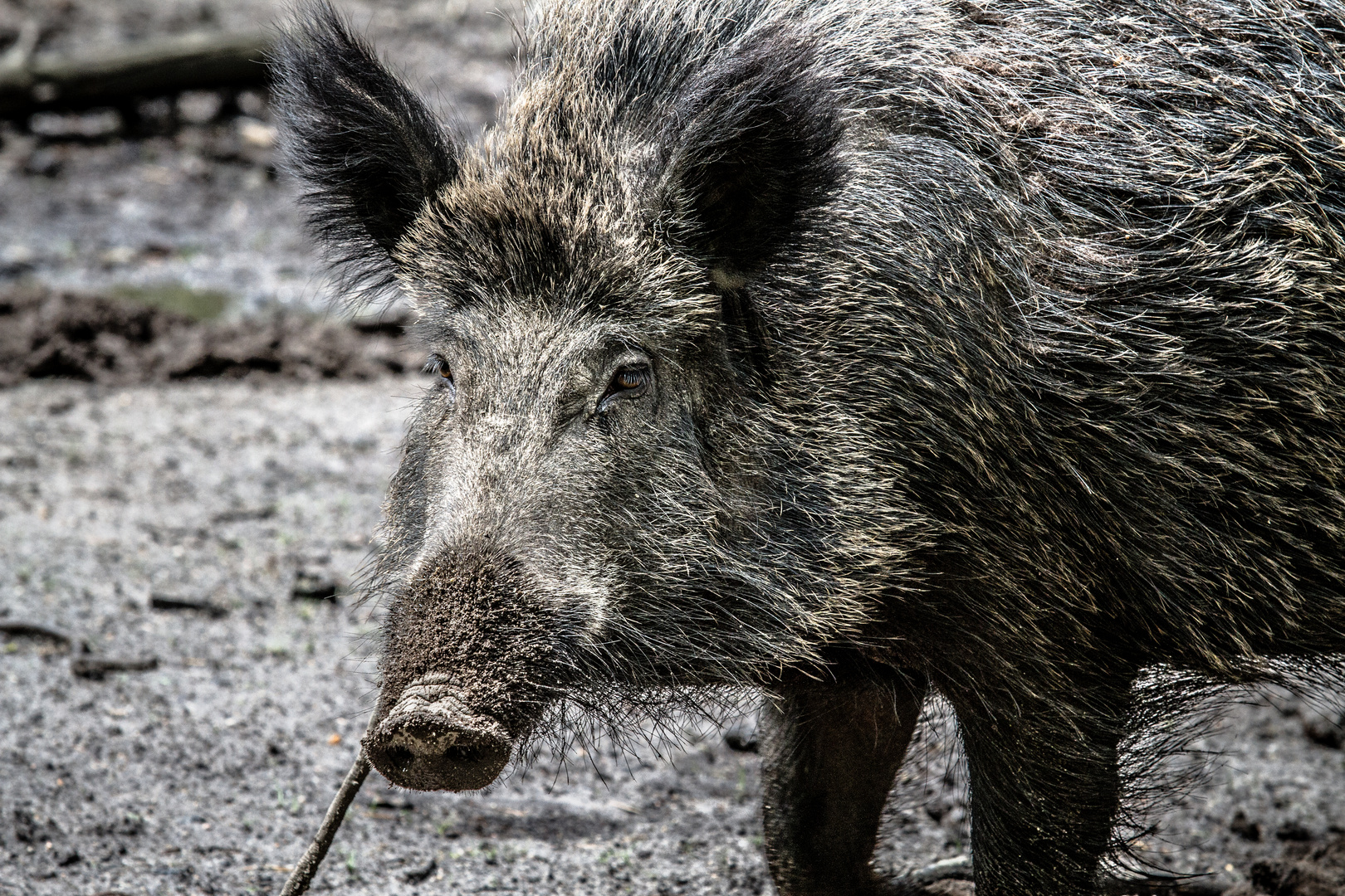 Das Wildschwein