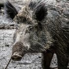 Das Wildschwein