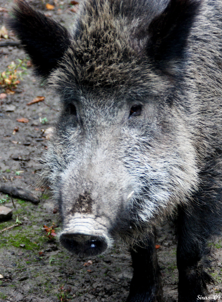 Das Wildschwein