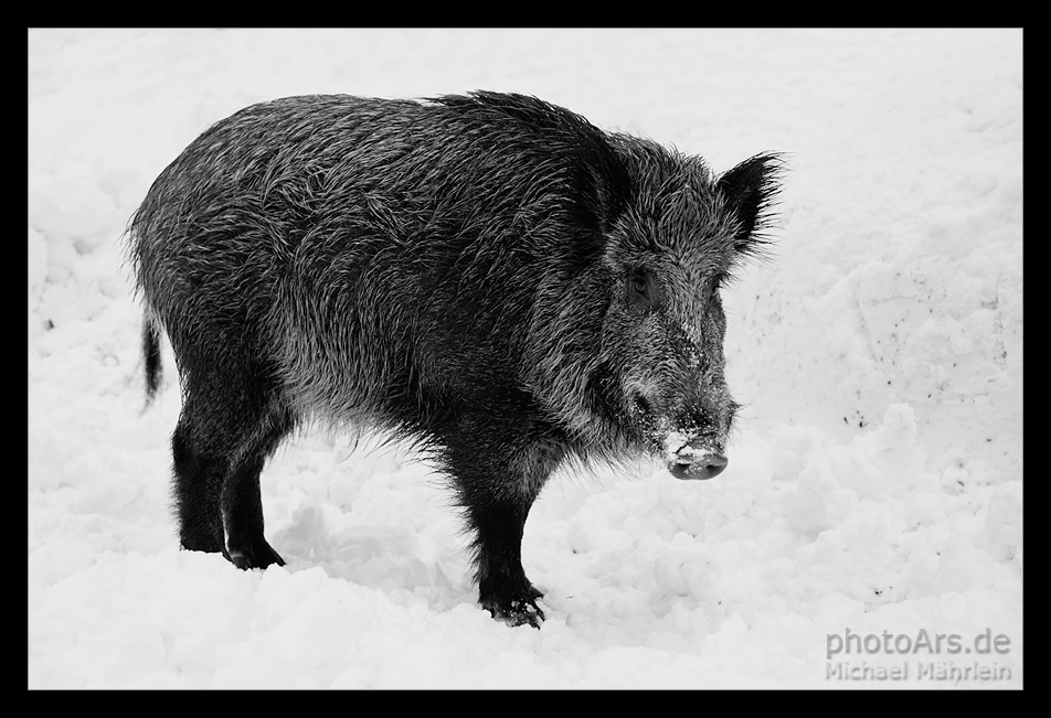 Das Wildschwein ...