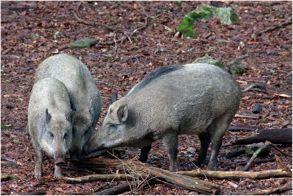 Das Wildschwein (Sus scrofa)...