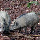 Das Wildschwein (Sus scrofa)...