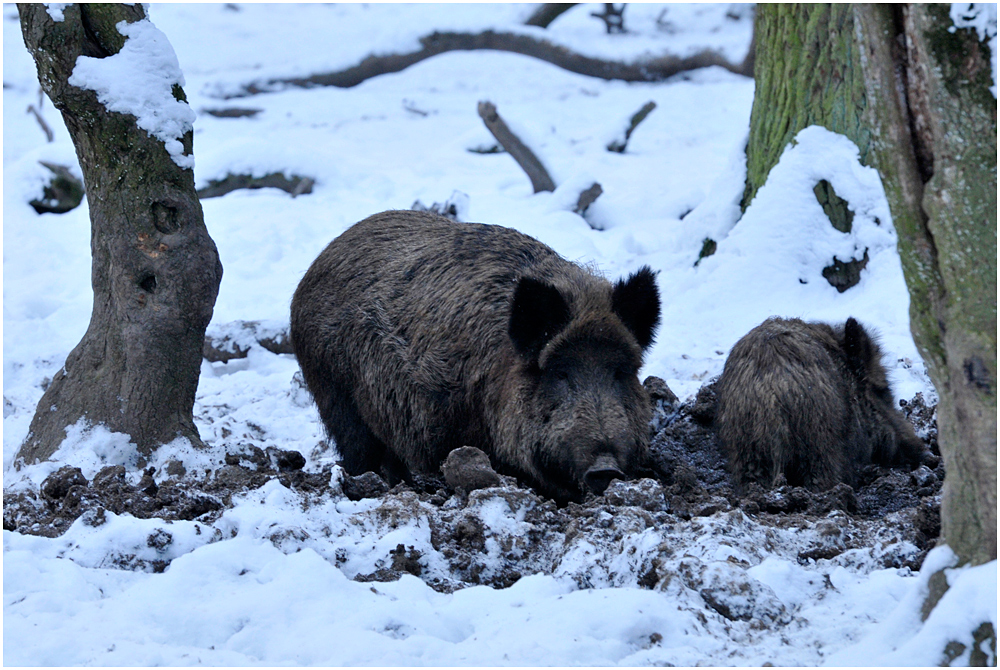 Das Wildschwein (Sus scrofa) ....