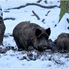 Das Wildschwein (Sus scrofa) ....