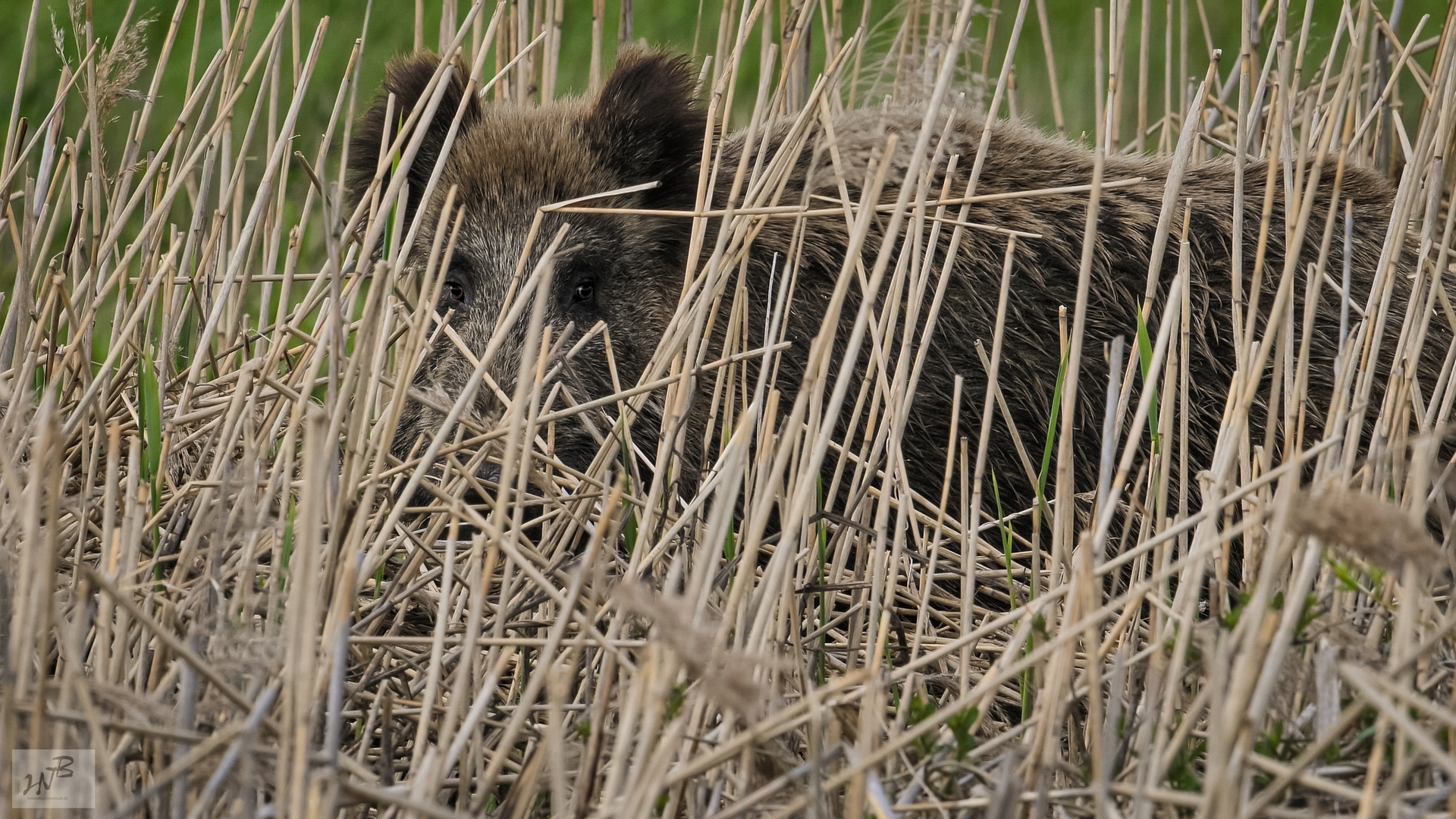 Das Wildschwein (Sus scrofa) f 