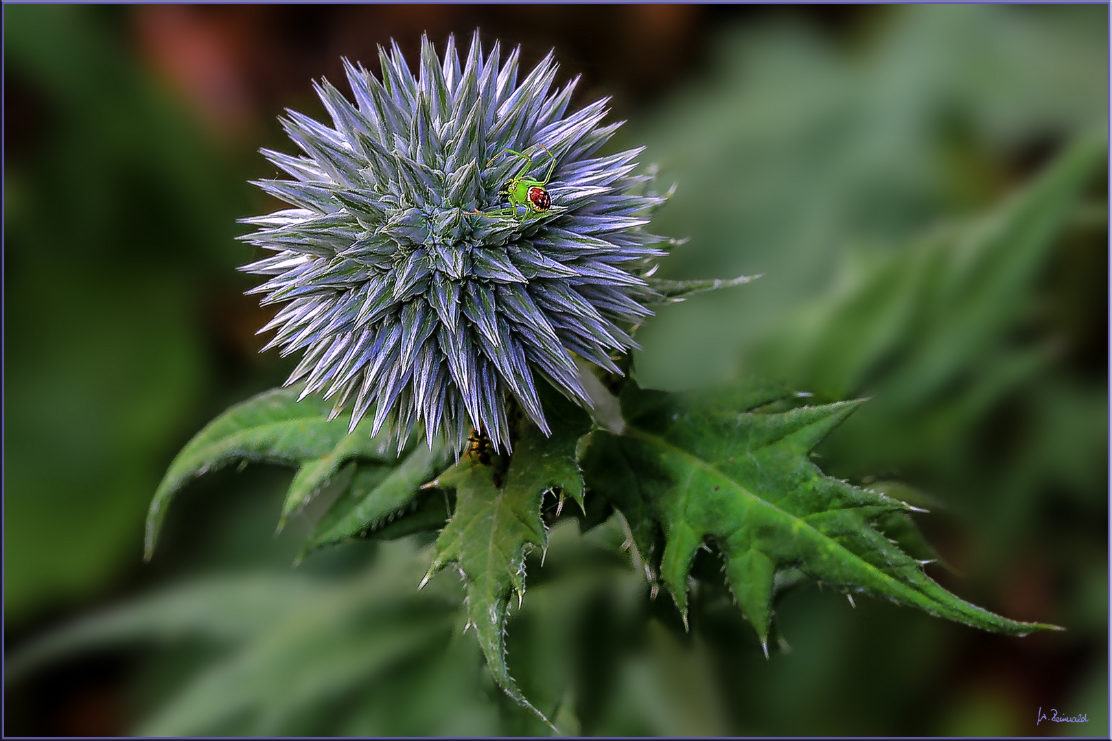 Das will mal eine blaue Distel werden Foto & Bild pflanzen, pilze