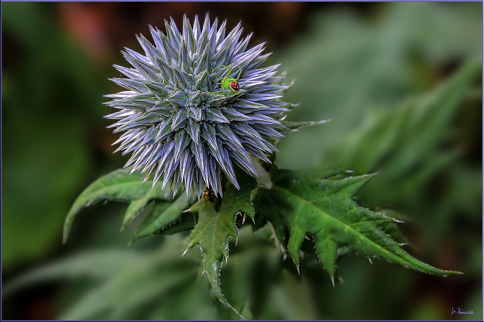 Das will mal eine blaue Distel werden