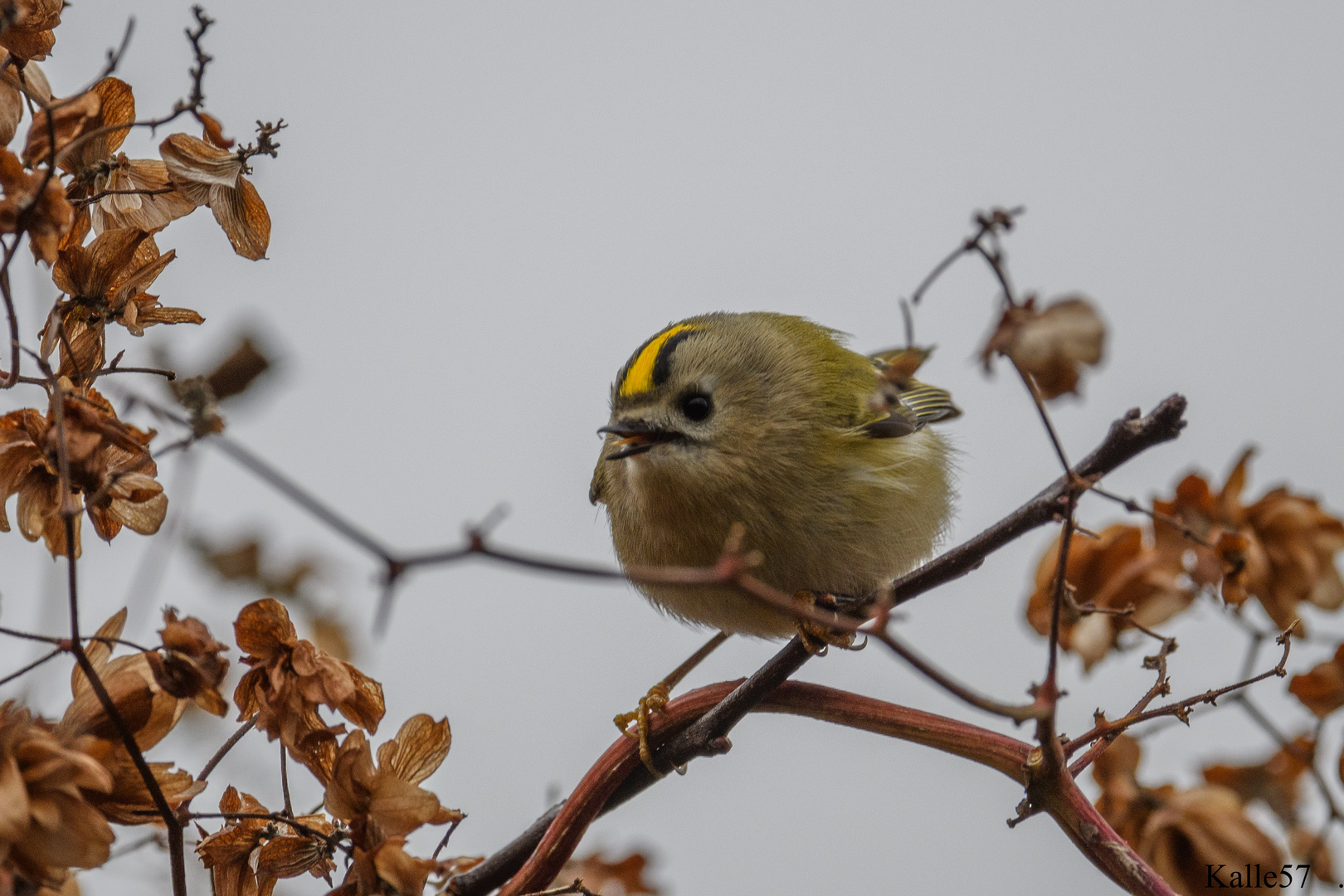 Das Wintergoldhähchen