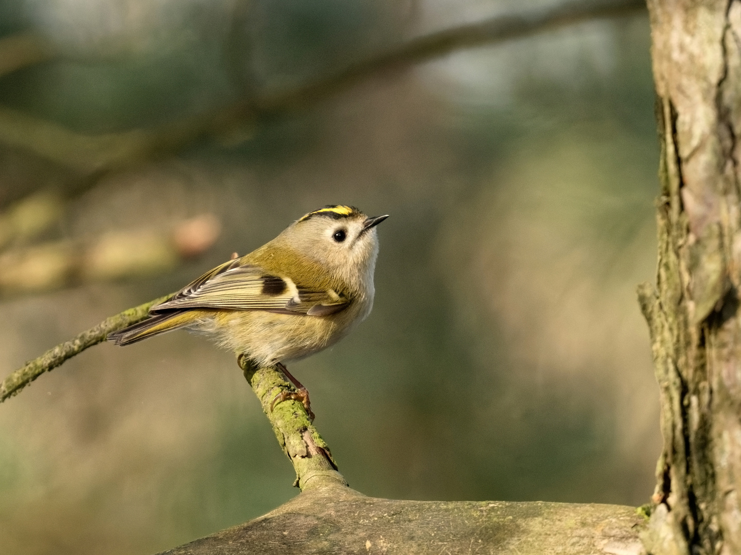 Das Wintergoldhähnchen