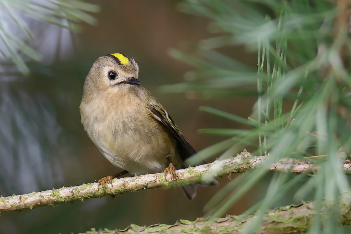 das Wintergoldhähnchen 