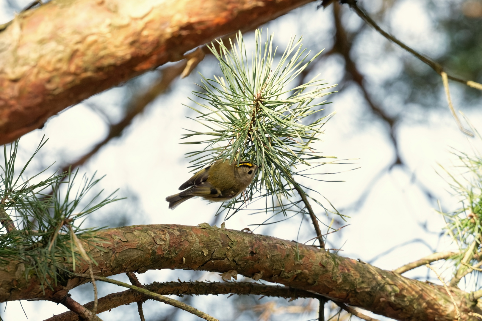 Das Wintergoldhähnchen