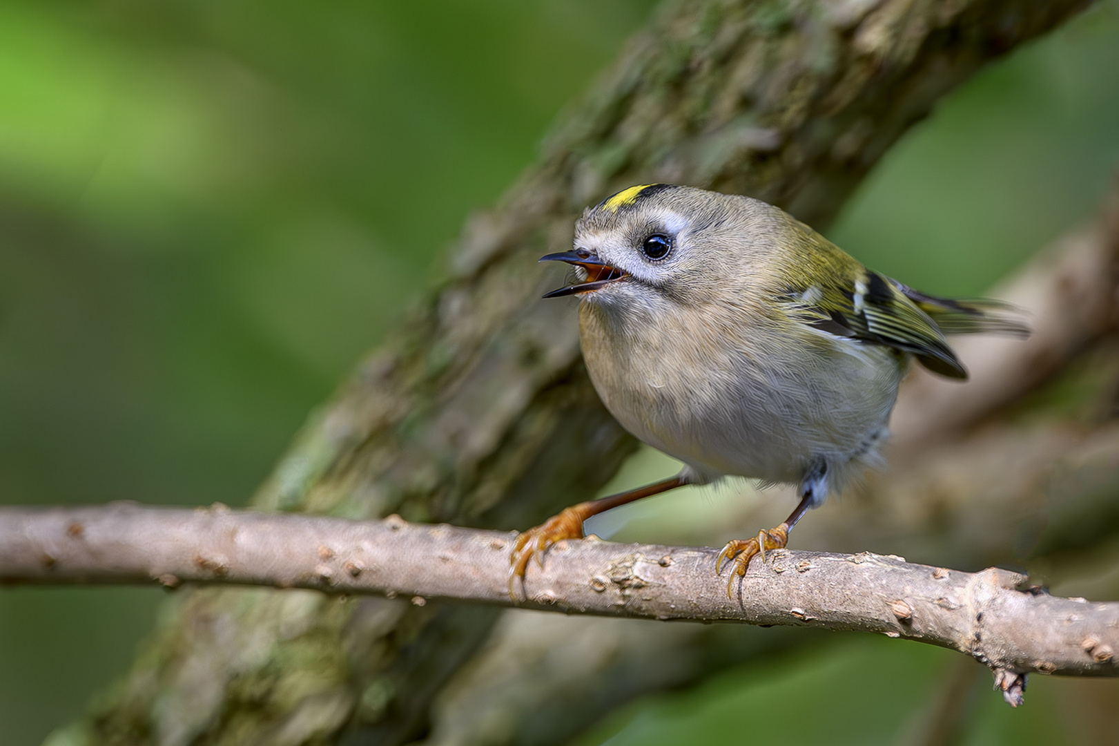 Das Wintergoldhähnchen