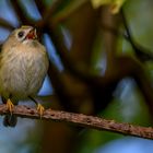 Das Wintergoldhähnchen