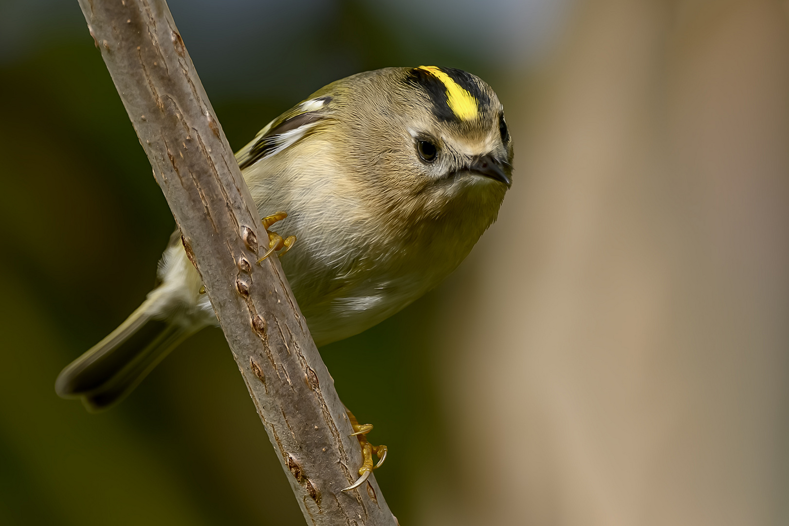 Das Wintergoldhähnchen