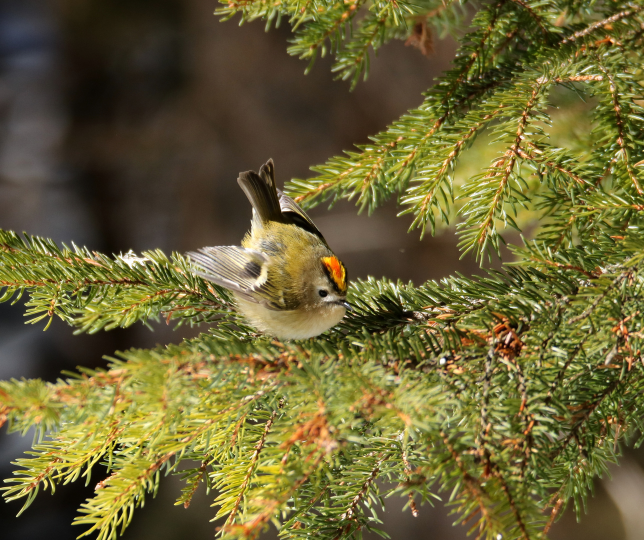 Das Wintergoldhähnchen