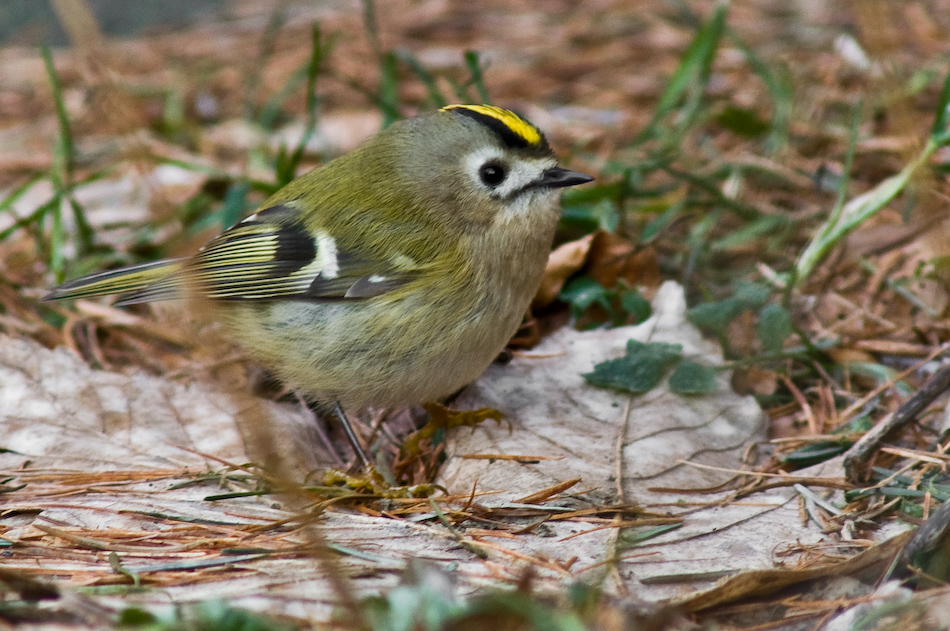 Das Wintergoldhähnchen...