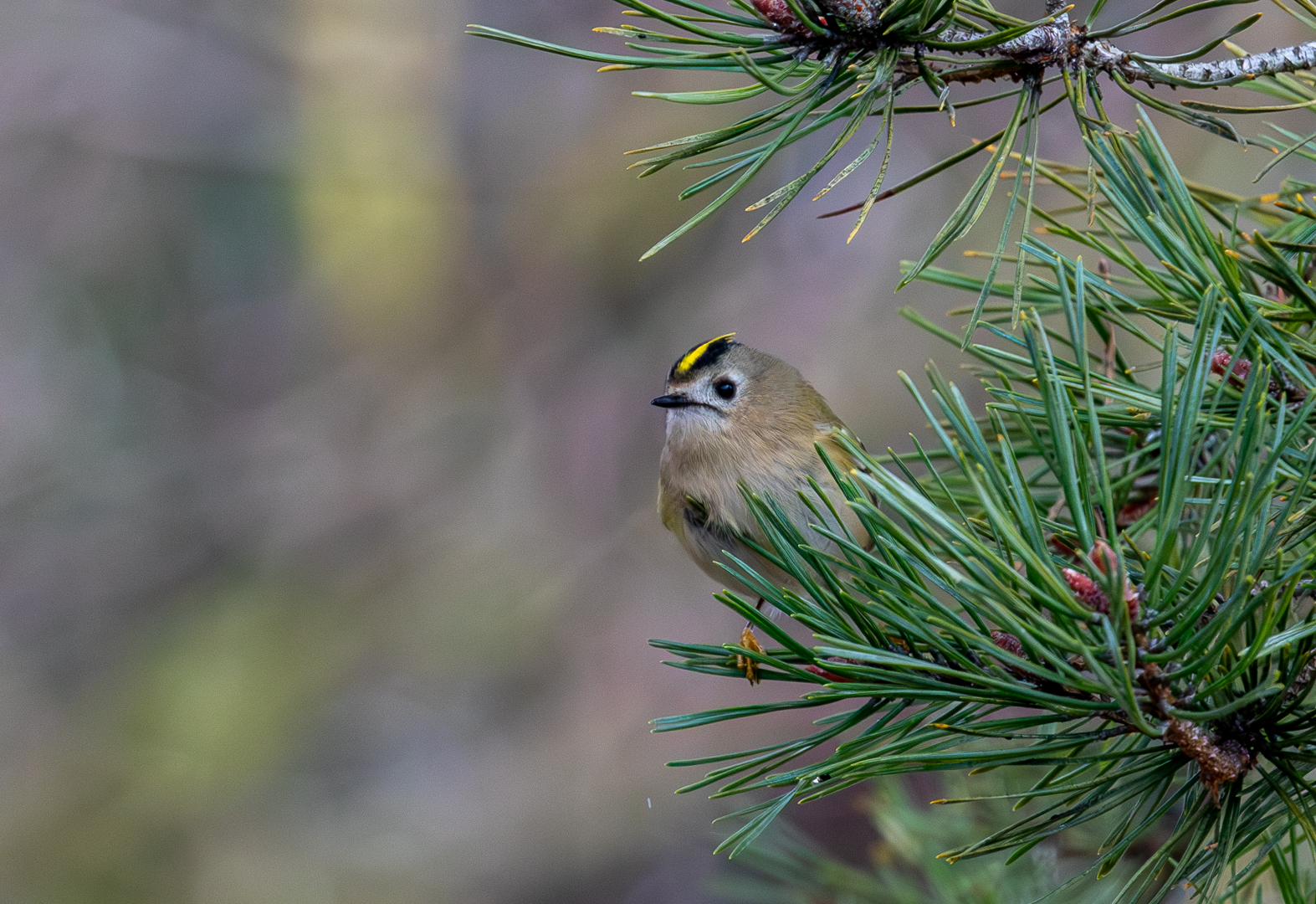 Das Wintergoldhähnchen ...