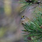 Das Wintergoldhähnchen ...