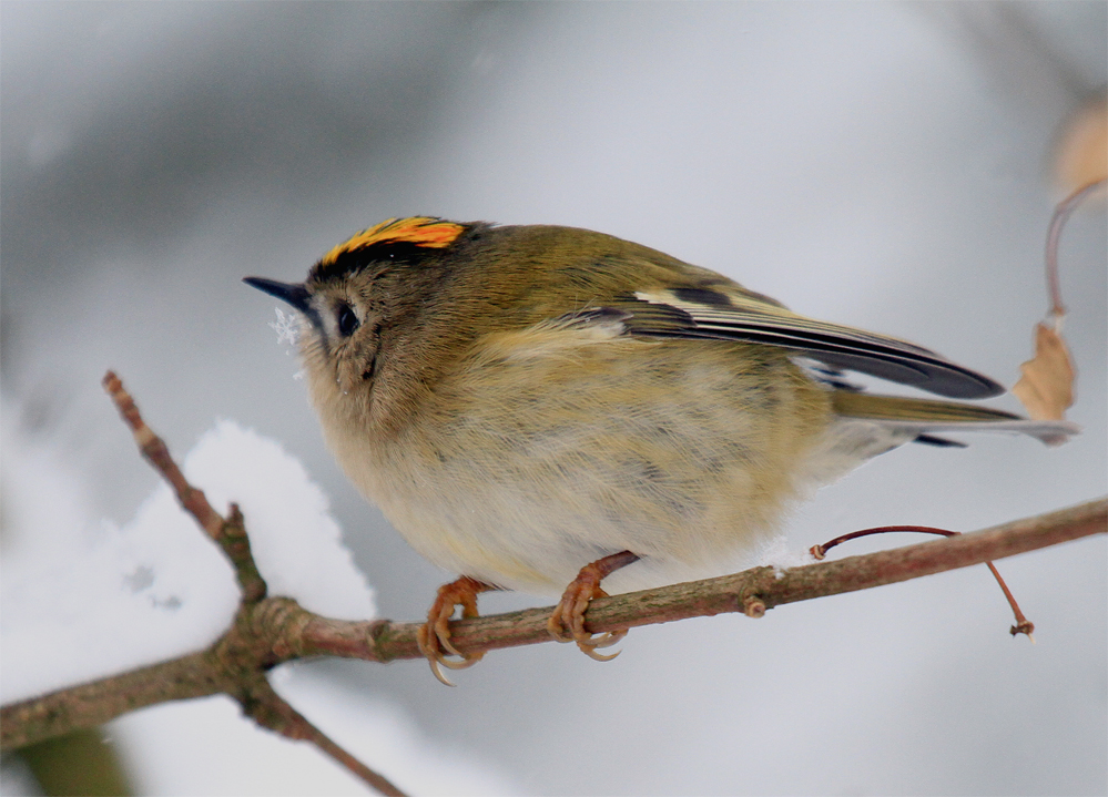 Das Wintergoldhähnchen