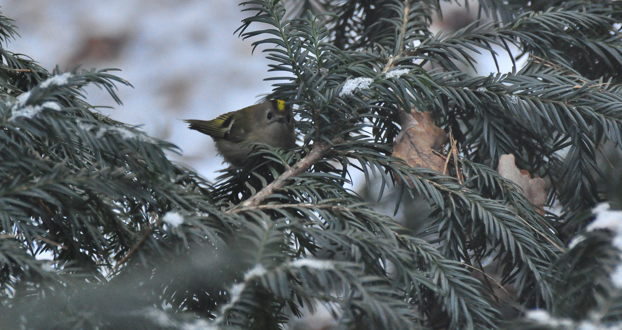 Das Wintergoldhähnchen.... 