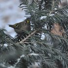 Das Wintergoldhähnchen.... 