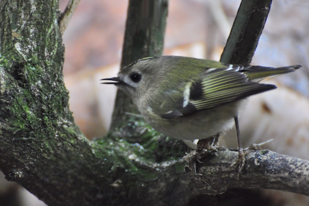 Das Wintergoldhähnchen ist der kleinste Vogel Europas....