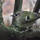 Das Wintergoldhähnchen ist der kleinste Vogel Europas....