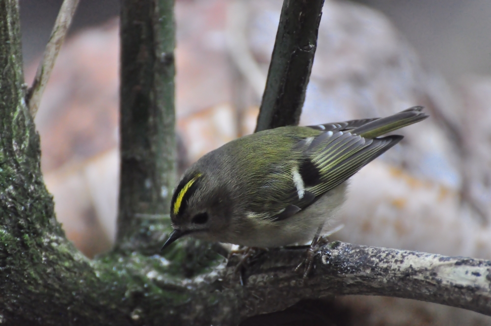 Das Wintergoldhähnchen ist der kleinste Vogel Europas...