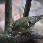 Das Wintergoldhähnchen ist der kleinste Vogel Europas...