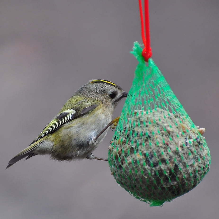 Das Wintergoldhähnchen..... (kleinster Vogel Europas !)