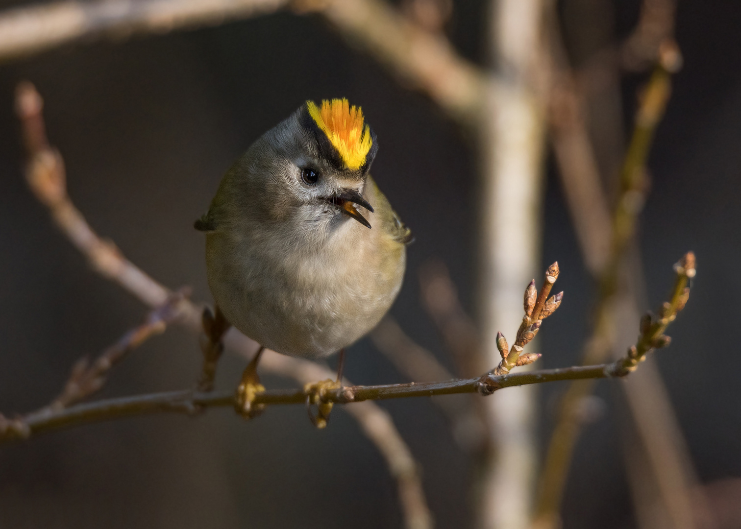 Das Wintergoldhähnchen (Regulus regulus)