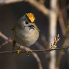 Das Wintergoldhähnchen (Regulus regulus)