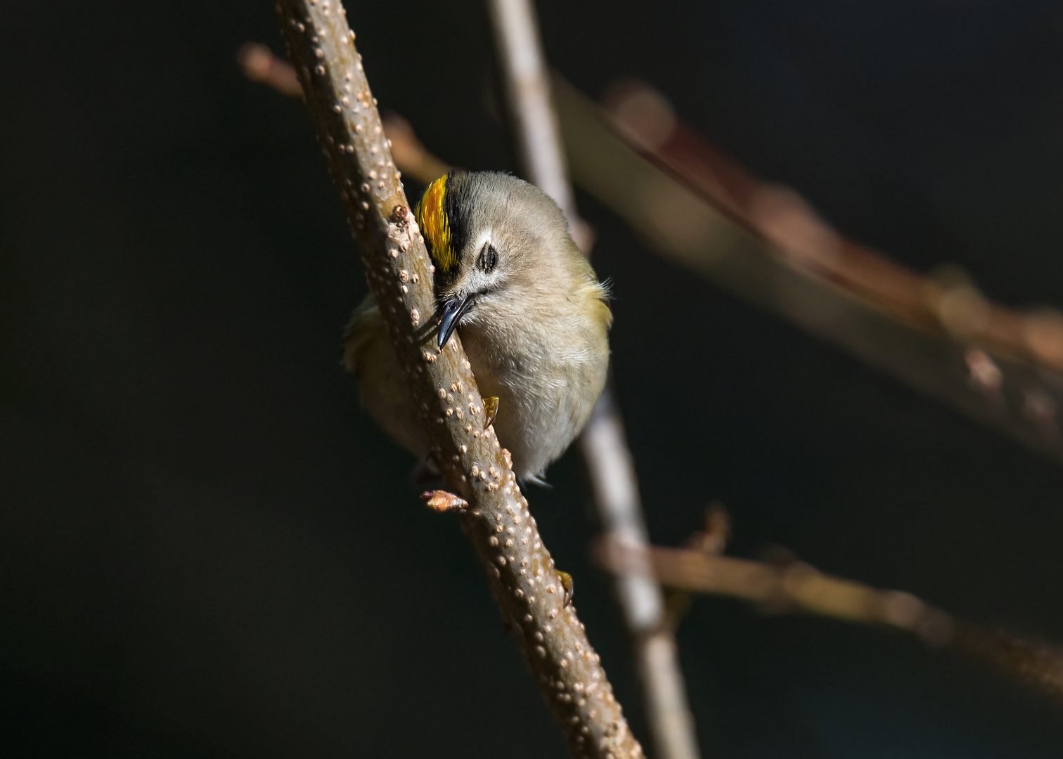 Das Wintergoldhähnchen (Regulus regulus)