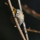 Das Wintergoldhähnchen (Regulus regulus)