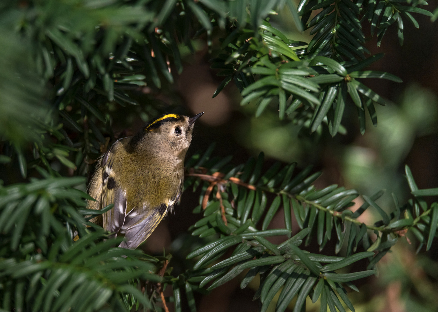 Das Wintergoldhähnchen (Regulus regulus)