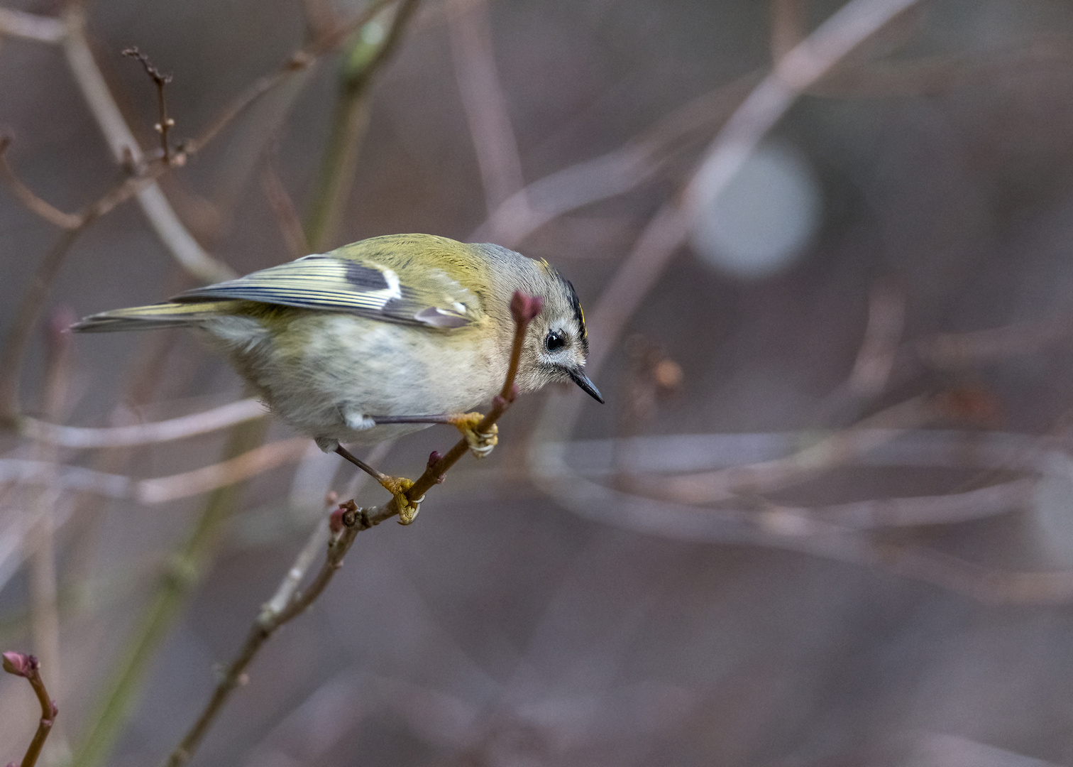 Das Wintergoldhähnchen (Regulus regulus) 