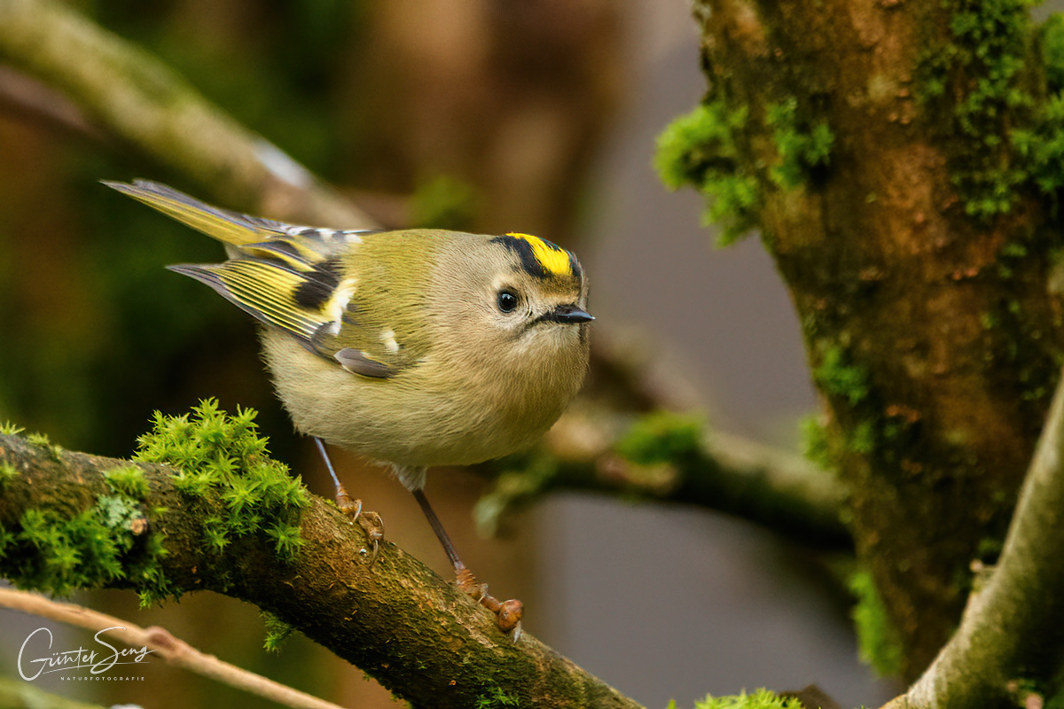 Das Wintergoldhähnchen (Regulus regulus)