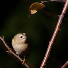 Das Wintergoldhähnchen ( Regulus regulus) unter dem Birkenblatt 