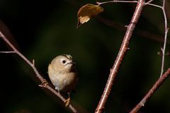 Das Wintergoldhähnchen ( Regulus regulus) unter dem Birkenblatt 