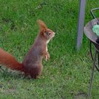 das Winterhörnchen