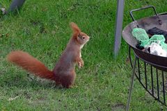 das Winterhörnchen