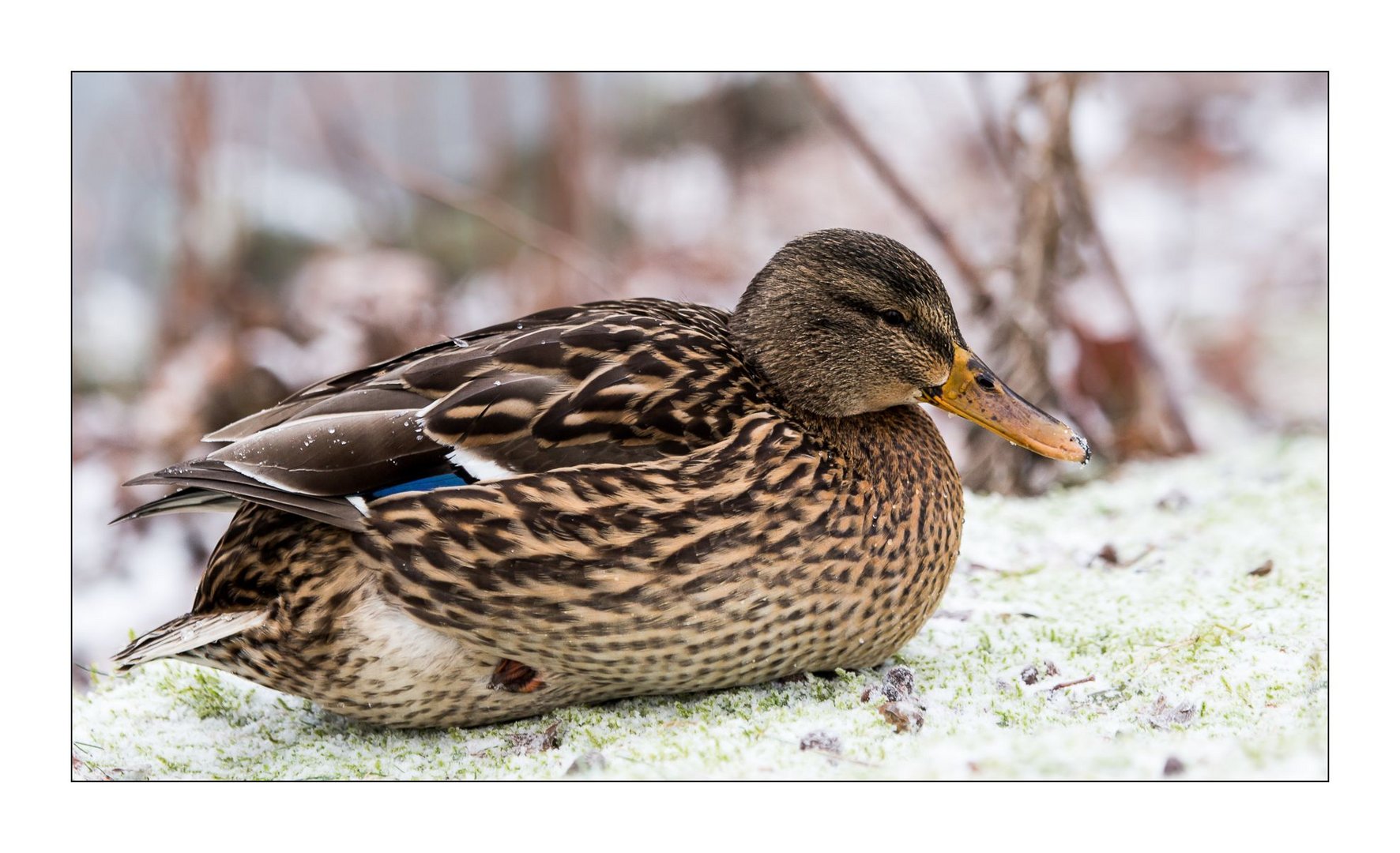 Das Winterkleid...