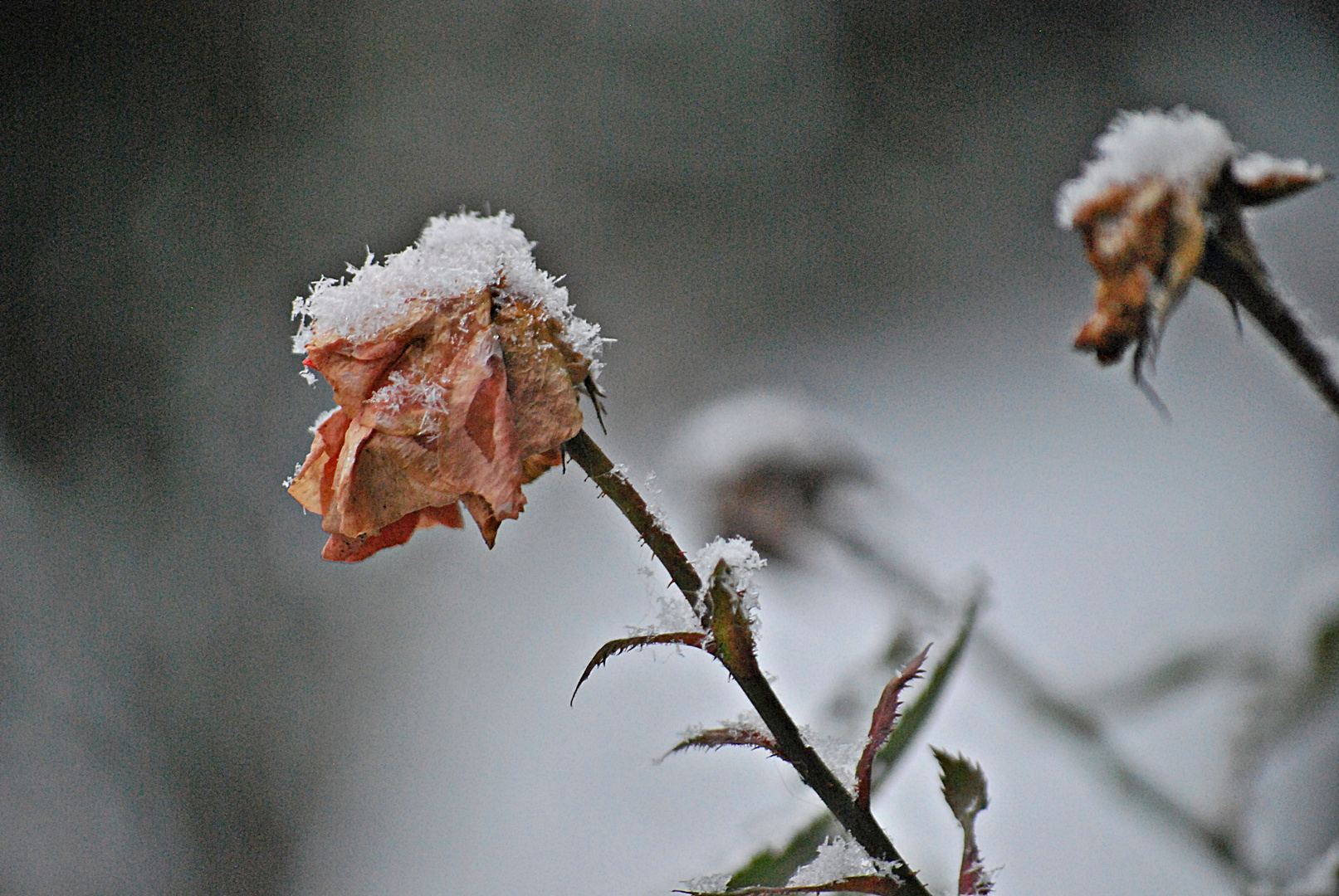 Das Winterröschen ...