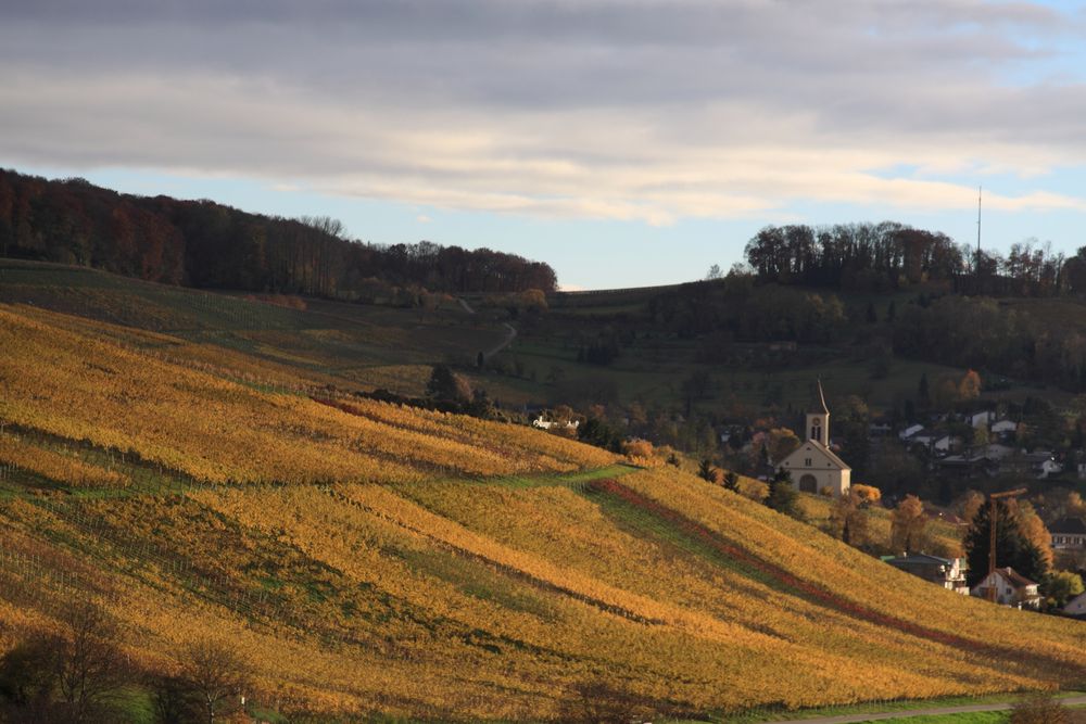 Das Winzerdorf Auggen in der Abendsonne