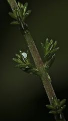 Das winzige, kaum auffindbare Ei des Faulbaumbläulings (Celastrina argiolus) ...