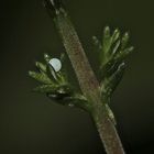 Das winzige, kaum auffindbare Ei des Faulbaumbläulings (Celastrina argiolus) ...